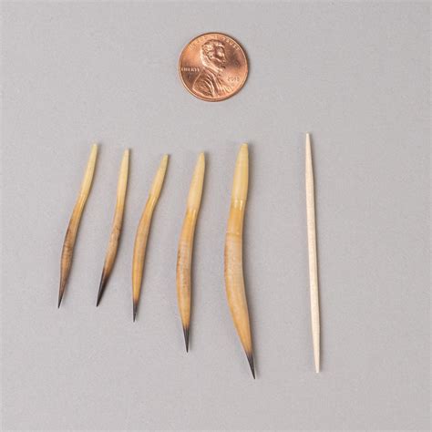 Real Short Beaked Echidna Quills .